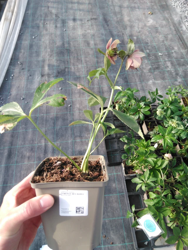 Čemeřice mix barev - 11. 4. 2025