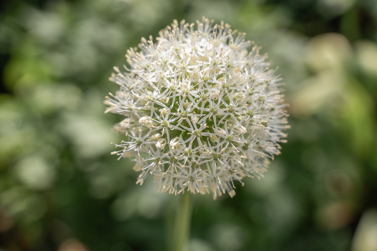 Allium stipitatum Mount Everest, Loukykvět