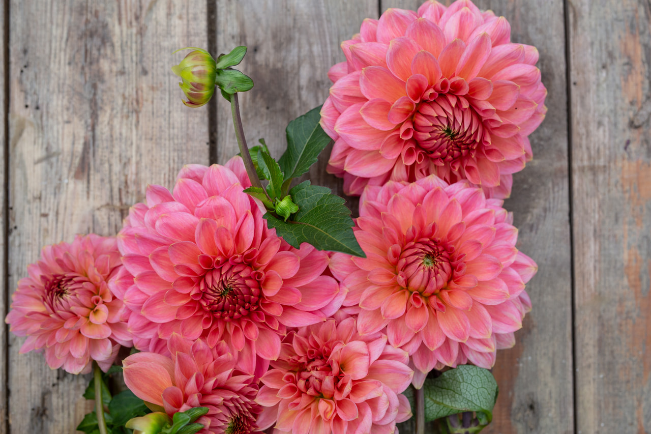 Daalia Askwith Minnie, Loukykvět