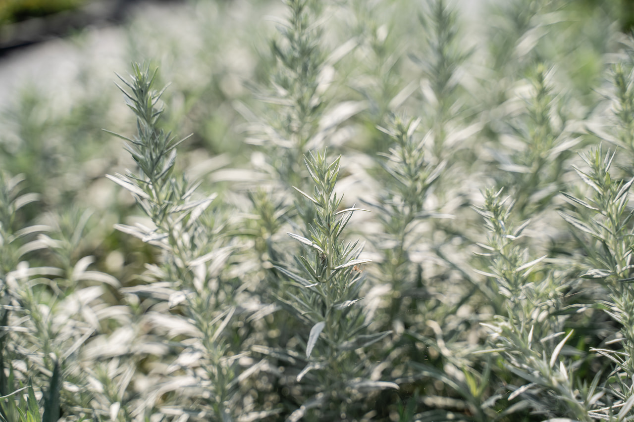 Artemisa Silver Queen, Loukykvět