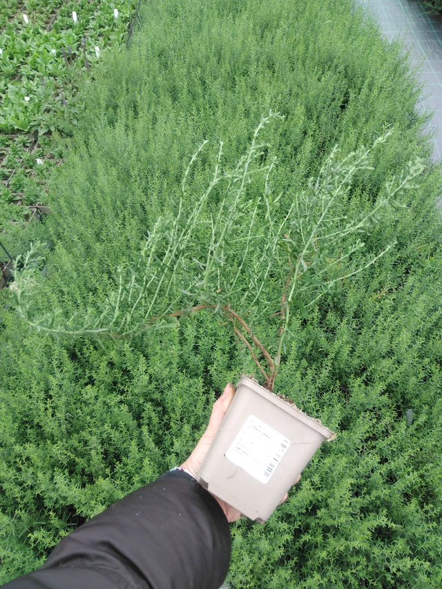 Asteri Schneetanne - 2024