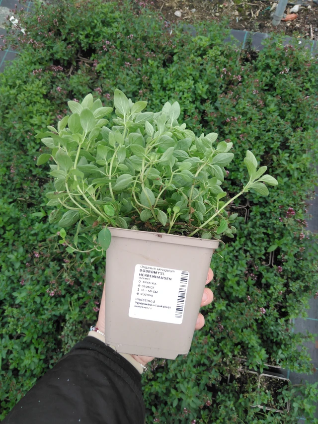 Oregano Herrenhausen - 2024