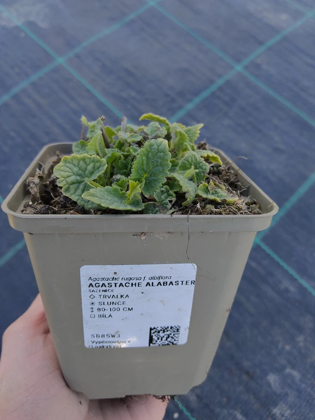 Iiso Alabaster - 27. 3. 2026