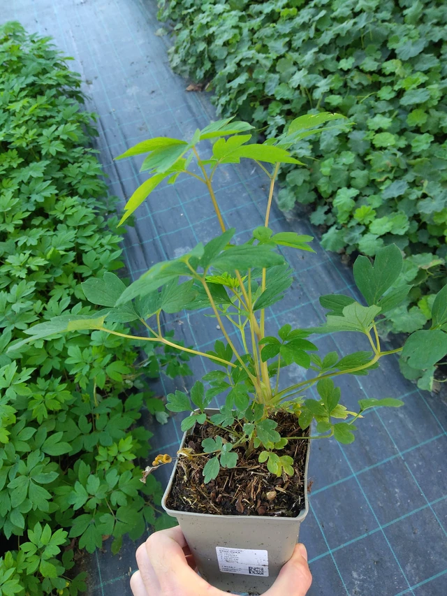 Särkynytsydän - 17. 9. 2025