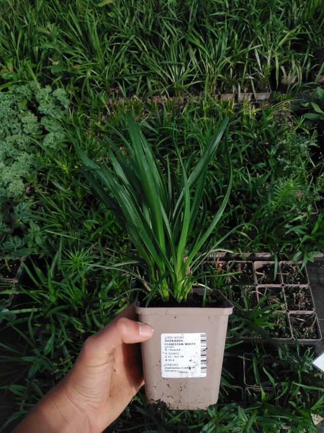 Punatähkä Floristan White - 2024