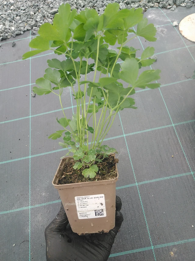 Lehtoakileija Blue Barlow - 4. 8. 2025