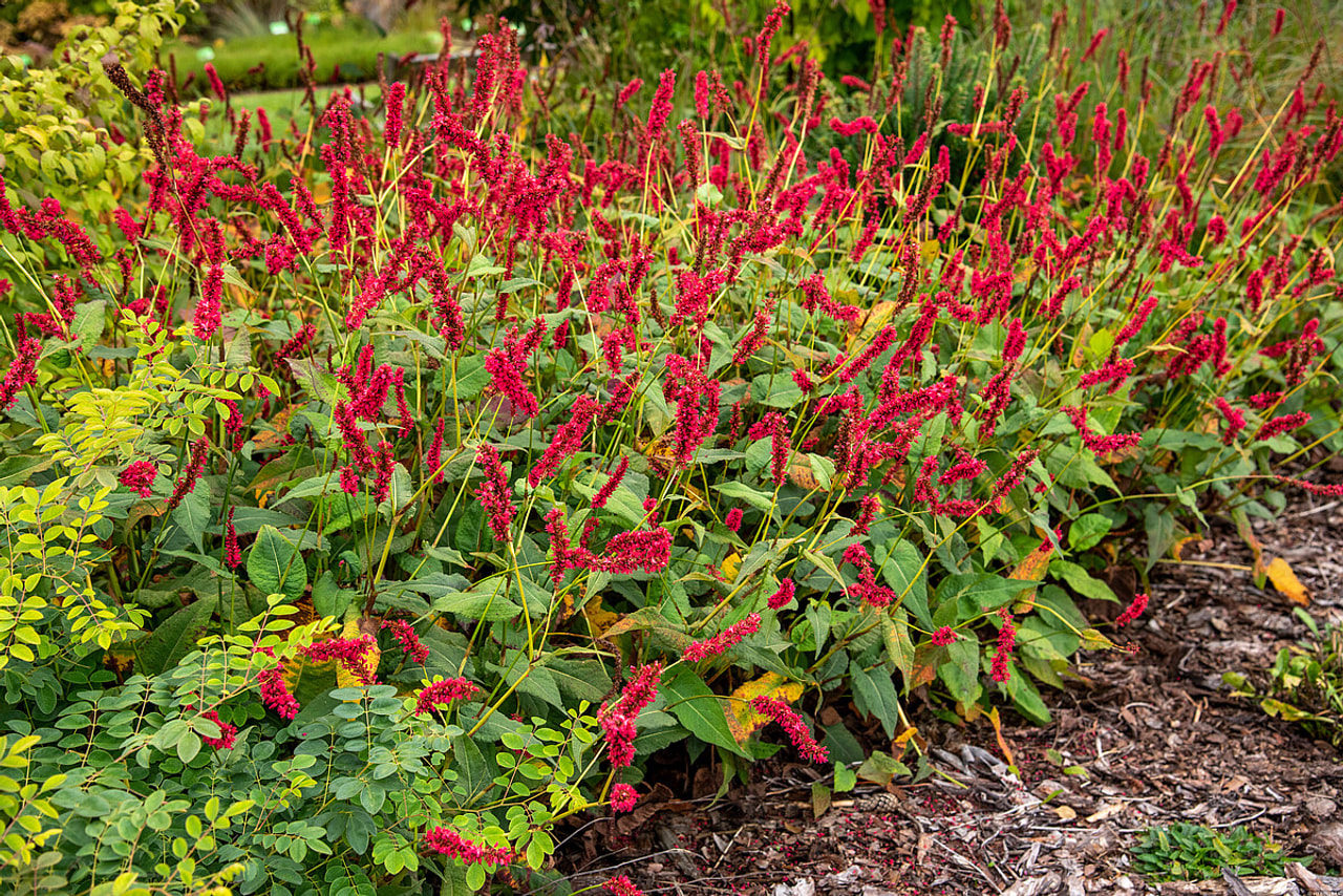 Konnantatar Fat Domino, Loukykvět