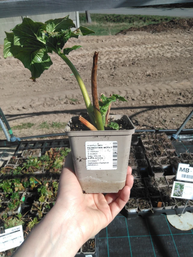 Kreikanakantti - 3. 4. 2025