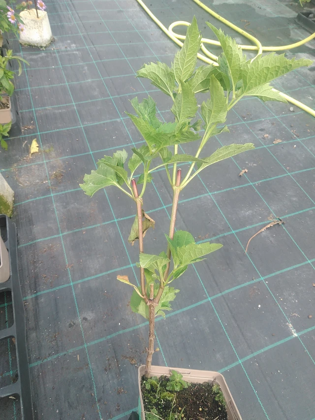 Päivänsilmä Venus - 10. 9. 2025