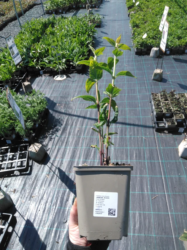 Päivänsilmä Asahi - 13. 5. 2025