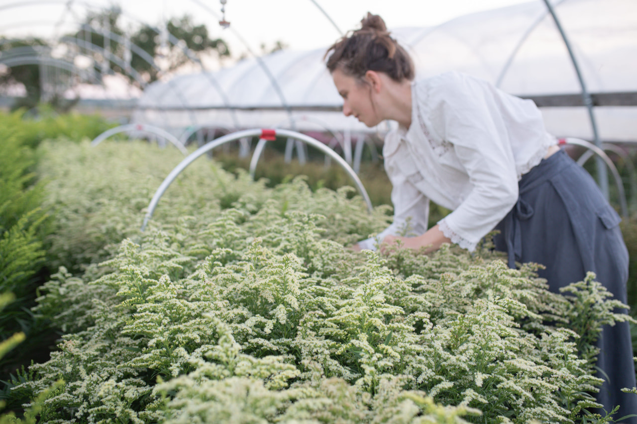 Piisku Moonlight Glory, Loukykvět