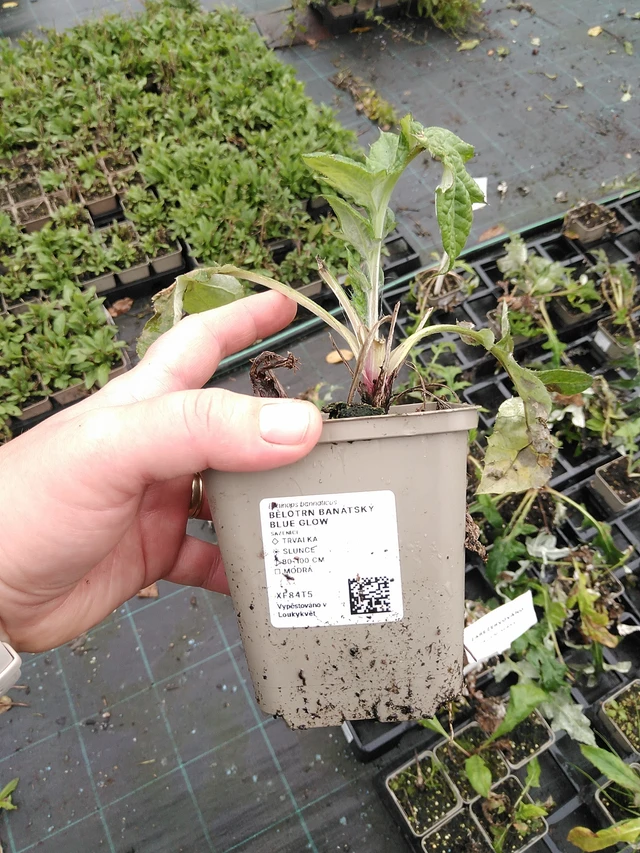 Balkaninpallo-ohdake Blue Glow - 8. 10. 2025