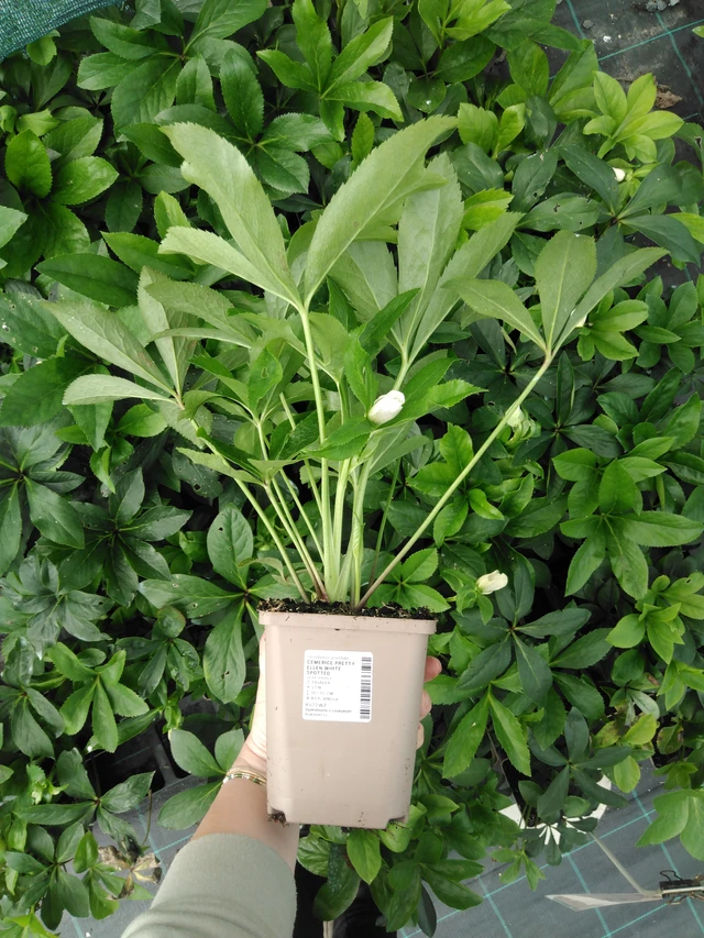 Jouluruusu Pretty Ellen White Spotted - 2024