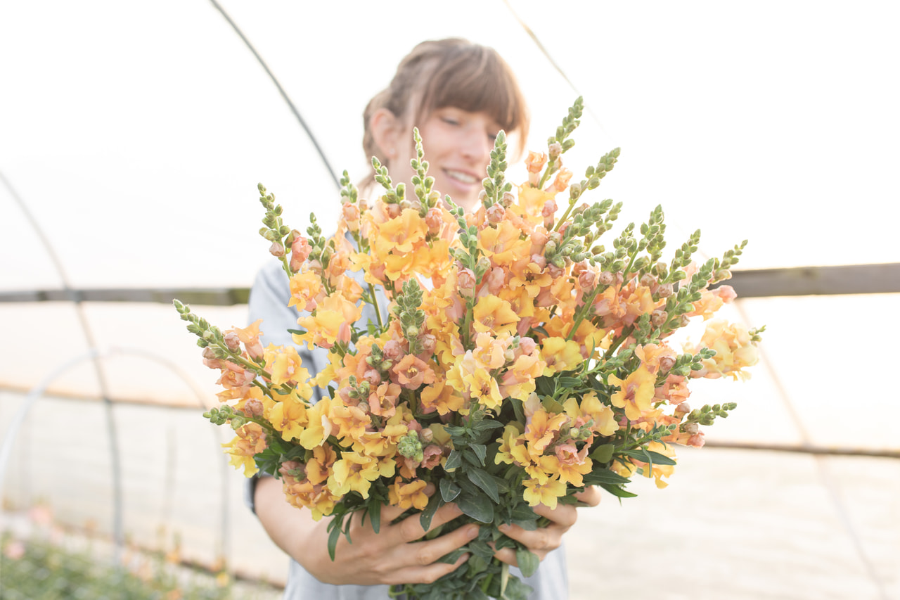 Leijonankita Frappe Apricot, Loukykvět