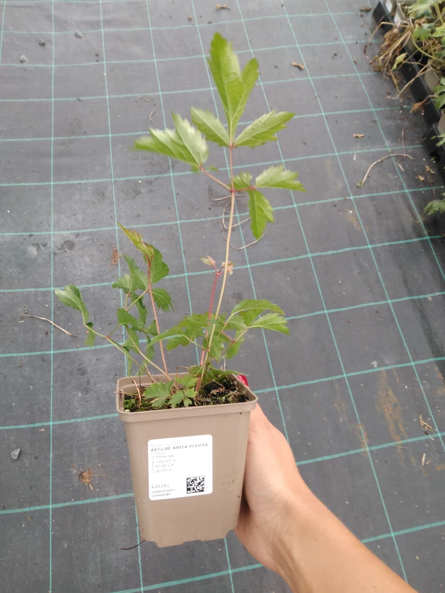 Jaloangervo Anita Pfeifer - 10. 9. 2025