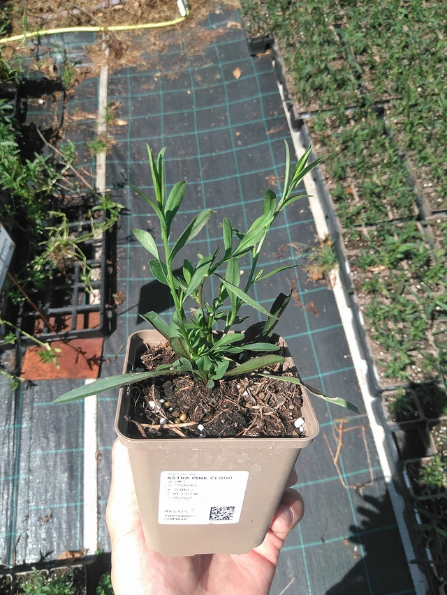 Asteri Pink Cloud - 24. 6. 2025