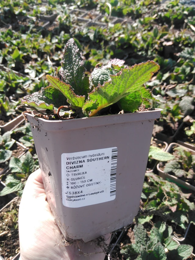 Verbascum Southern Charm - 3. 4. 2025