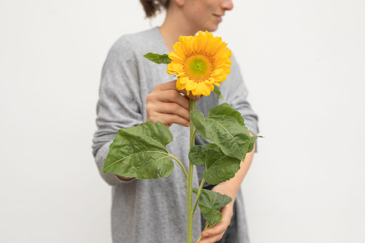 Zonnebloem ProCut Gold Lite, Loukykvět