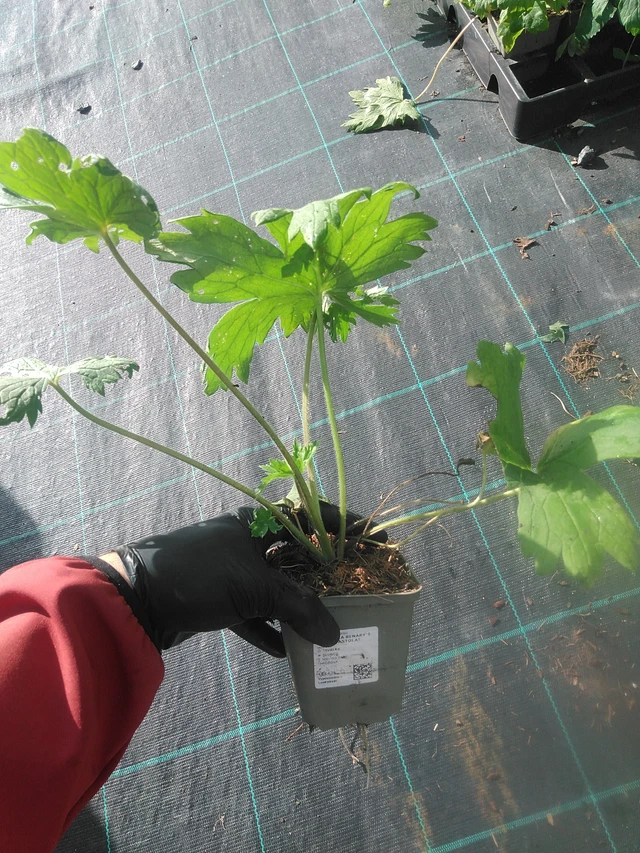 Ritarinkannus Benary’s Pacific Astolat - 13. 10. 2025