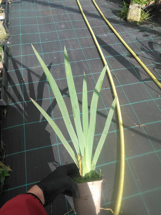 Kurjenmiekka Lune et Soleil - 13. 10. 2025