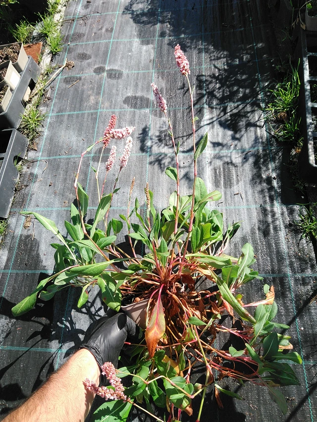 Konnantatar Superba - 19. 8. 2025