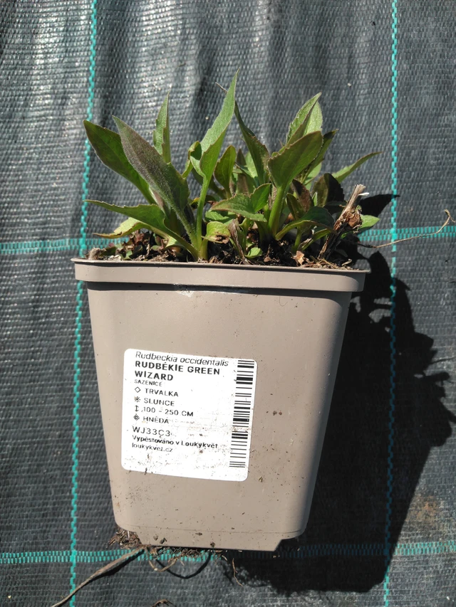 Päivänhattu Green Wizard - 3. 4. 2025