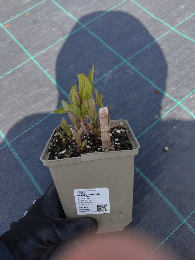 Sadec Atropurpureum - 13. 5. 2026
