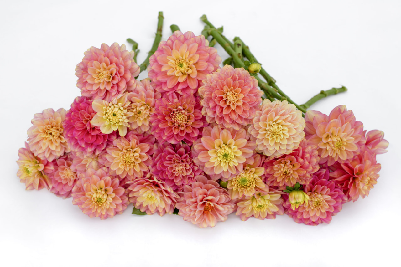 Daalia Milena Fleur, Loukykvět