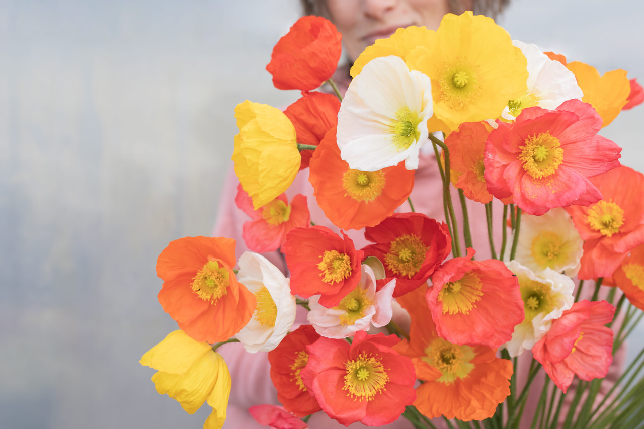 Amapola Champagne Bubbles Discover Mix, Loukykvět