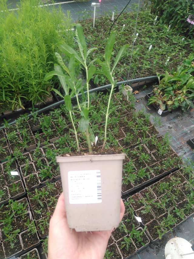 Kellopeippi Bouquet Rose - 2024