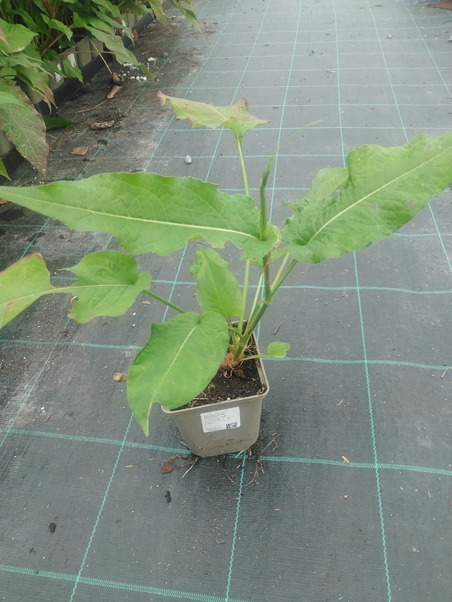 Konnantatar Alba - 10. 9. 2025