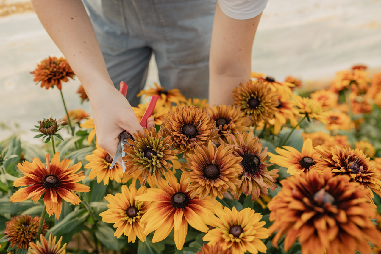 Rudbeckia Cherokee Sunset, Loukykvět
