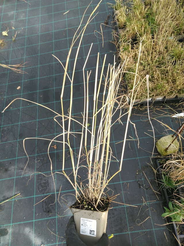 Lännenhirssi - 31. 10. 2025