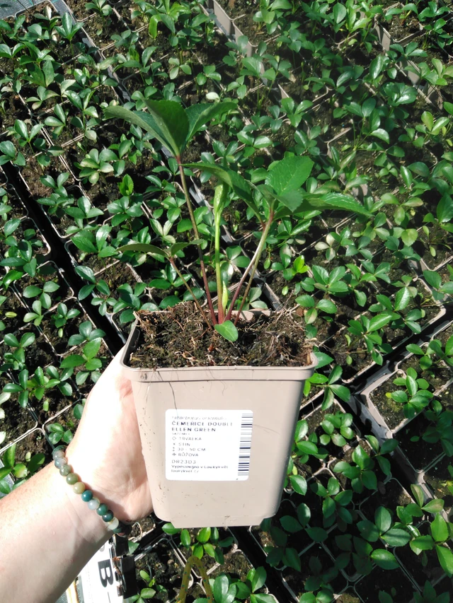 Jouluruusu Double Ellen Green - 2024