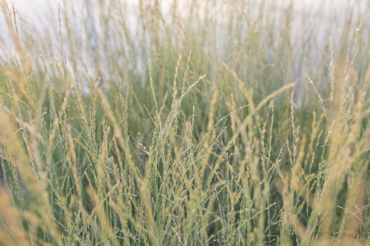 Siniheinä Heidebraut, Loukykvět