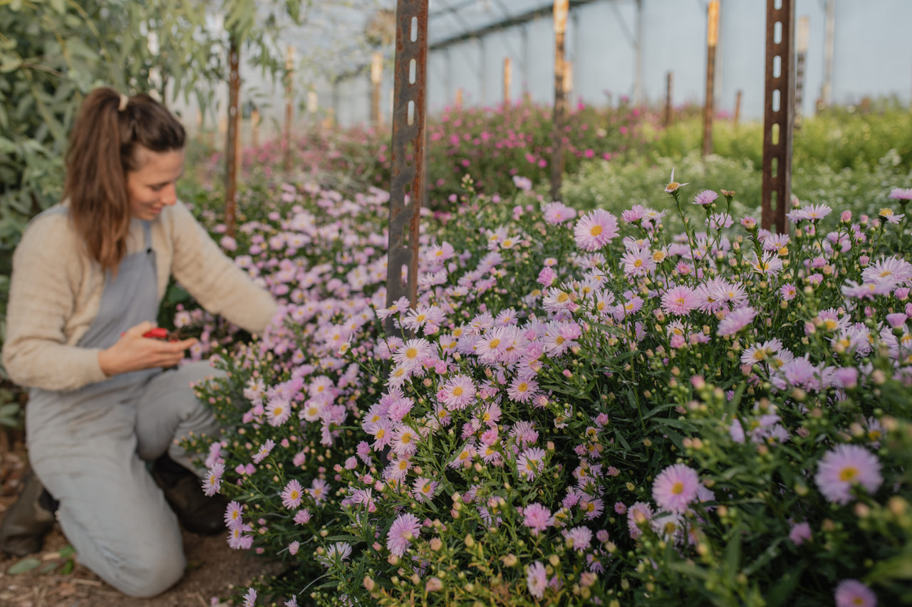 Syysasteri Fellowship, Loukykvět