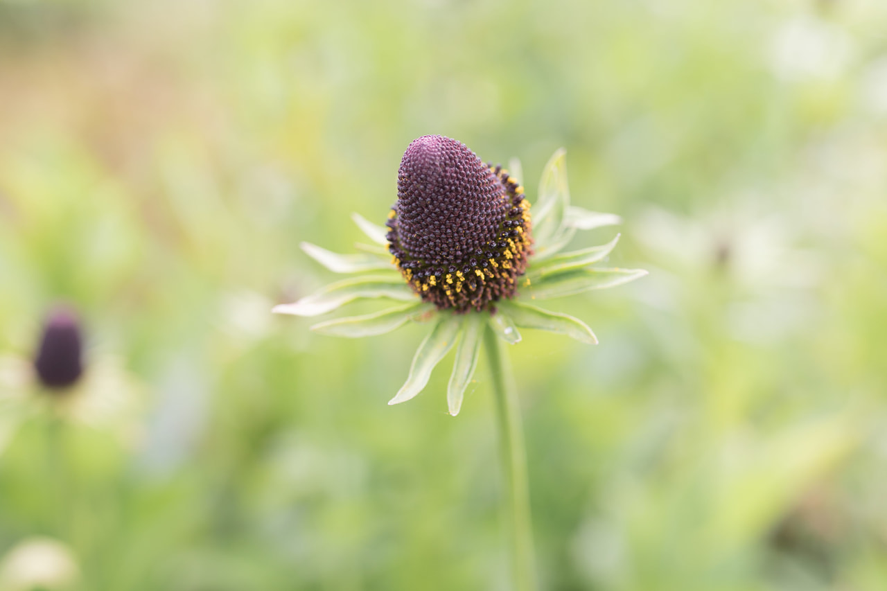 Päivänhattu Green Wizard, Loukykvět