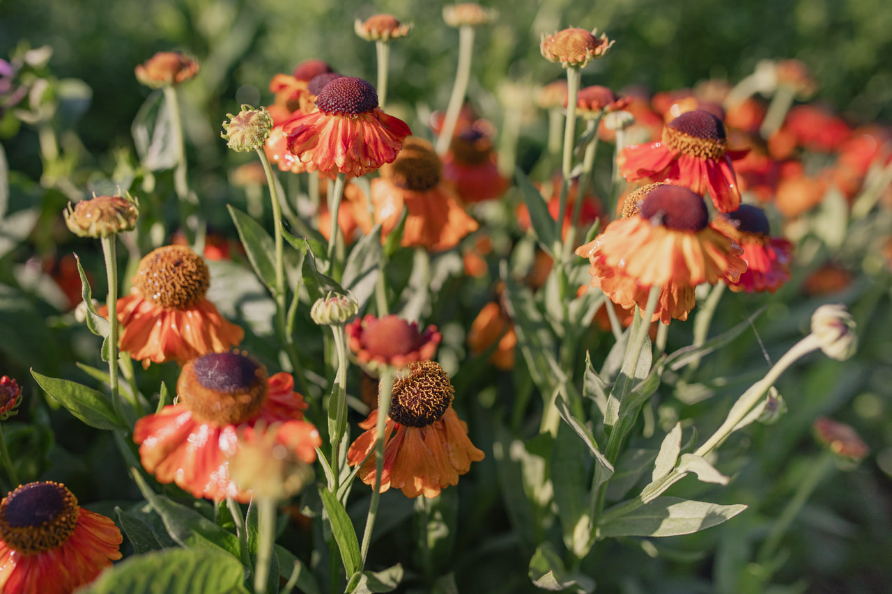 Hohdekukka Sahin's Early Flowerer, Loukykvět
