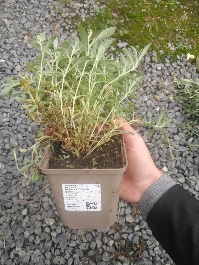 Kohokki Weißkehlchen - 10. 10. 2025