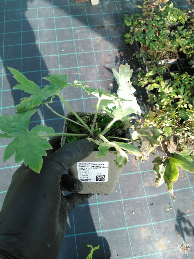 Espuela de caballero Magic Fountains Dark Blue (White Bee) - 31. 10. 2025