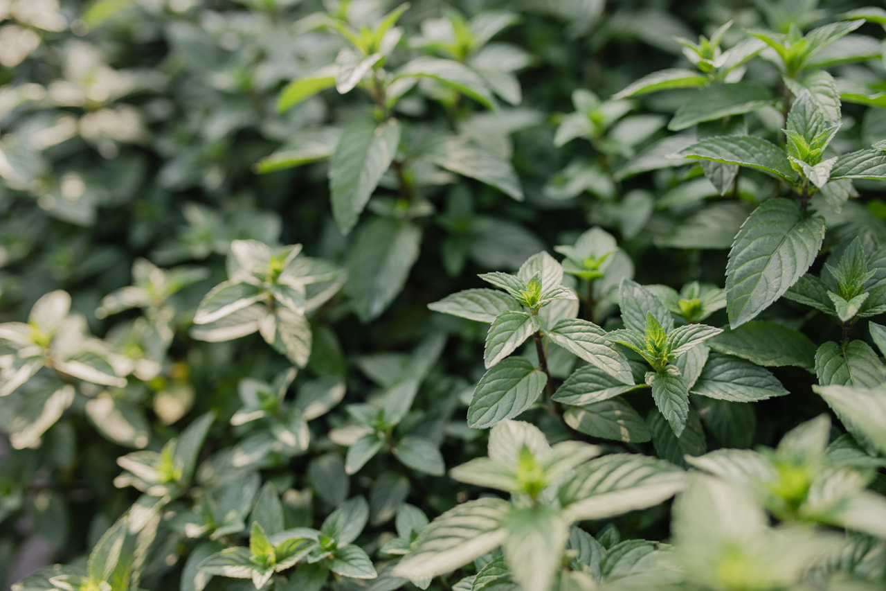 Basilikaminttu, Loukykvět