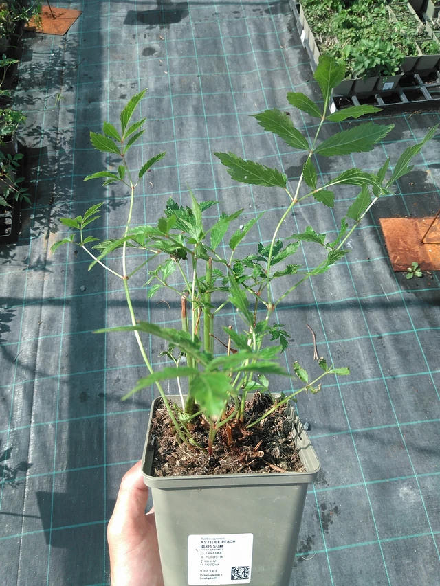 Jaloangervo Peach Blossom - 27. 6. 2025