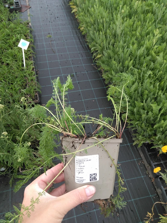 Siankärsämö Lilac Beauty - 11. 7. 2025