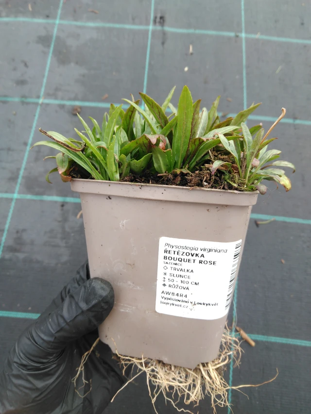 Kellopeippi Bouquet Rose - 1. 4. 2026