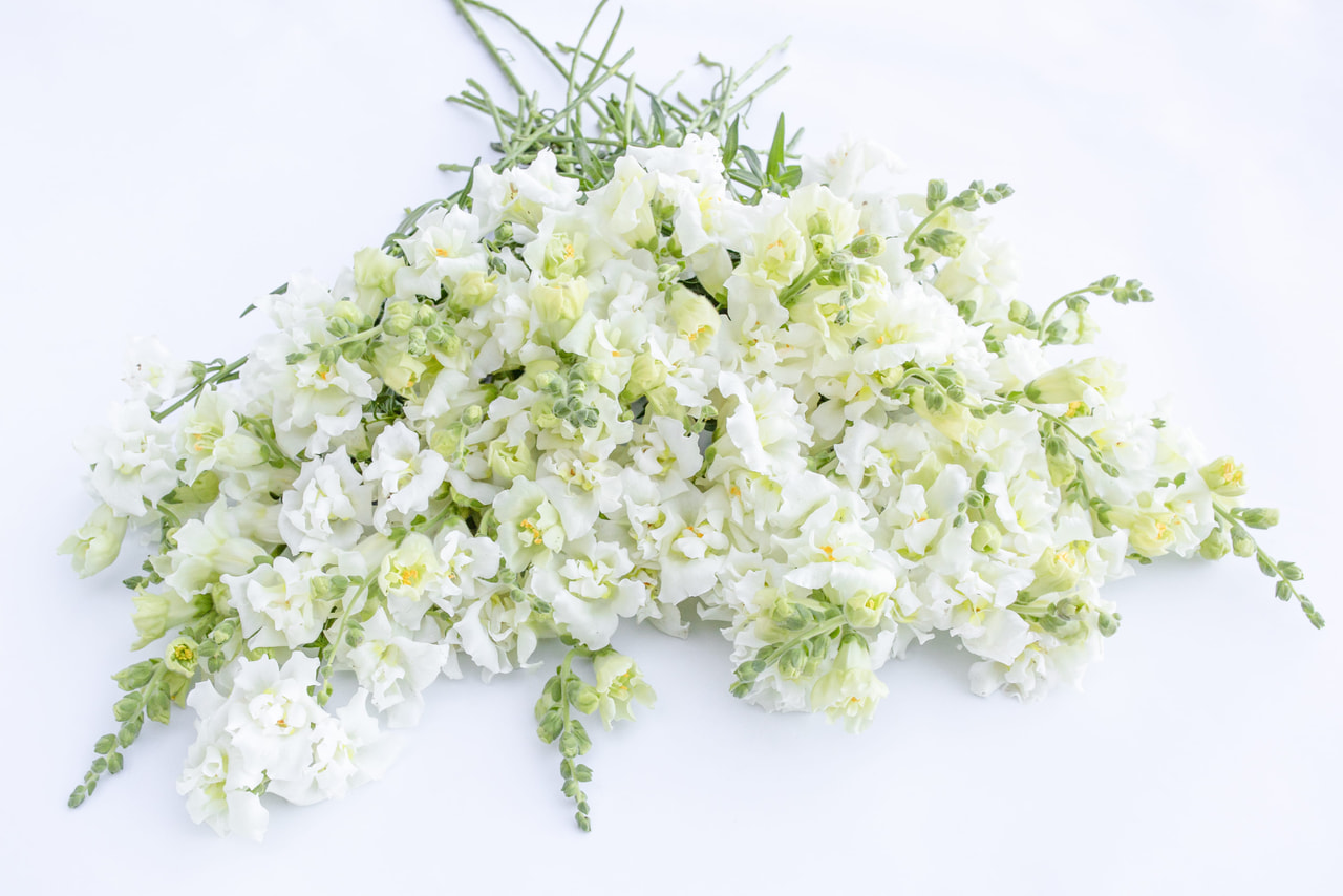 Leijonankita Madame Butterfly Ivory, Loukykvět