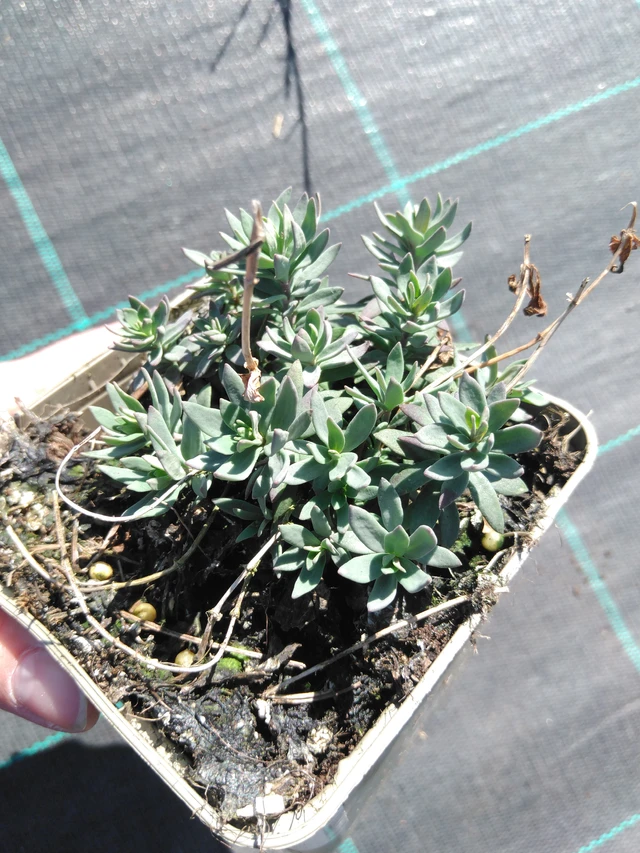 Purppurakannusruoho Canon Went - 3. 4. 2025