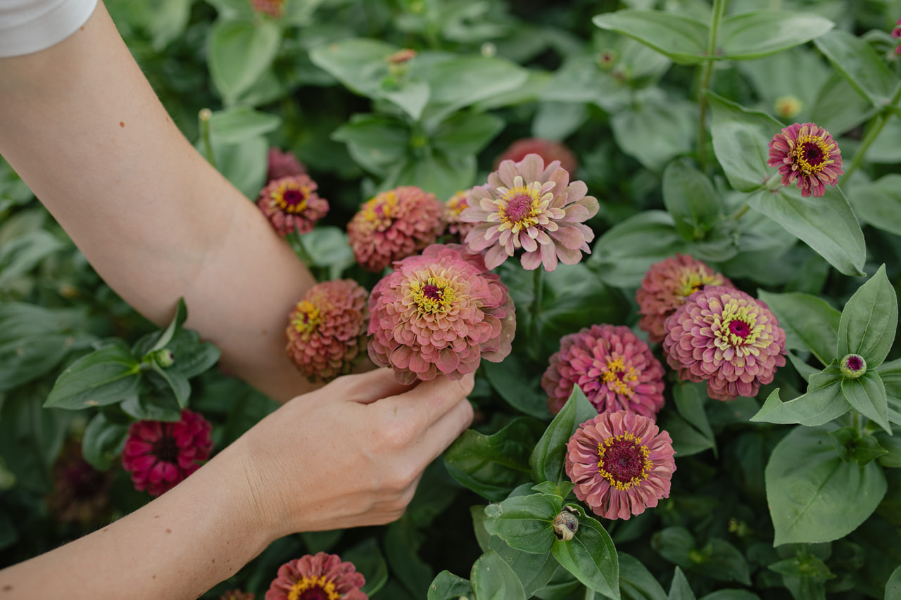 Zinnia Queen Lime Red, Loukykvět