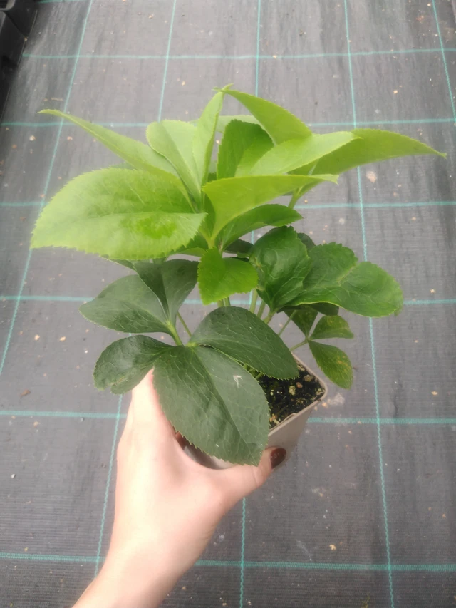 Jouluruusu Pretty Ellen Pink - 2024