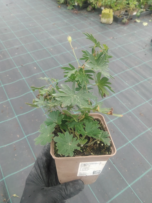 Verikurjenpolvi Elsbeth - 10. 9. 2025