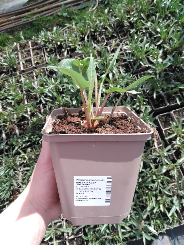 Konnantatar Alba - 2024